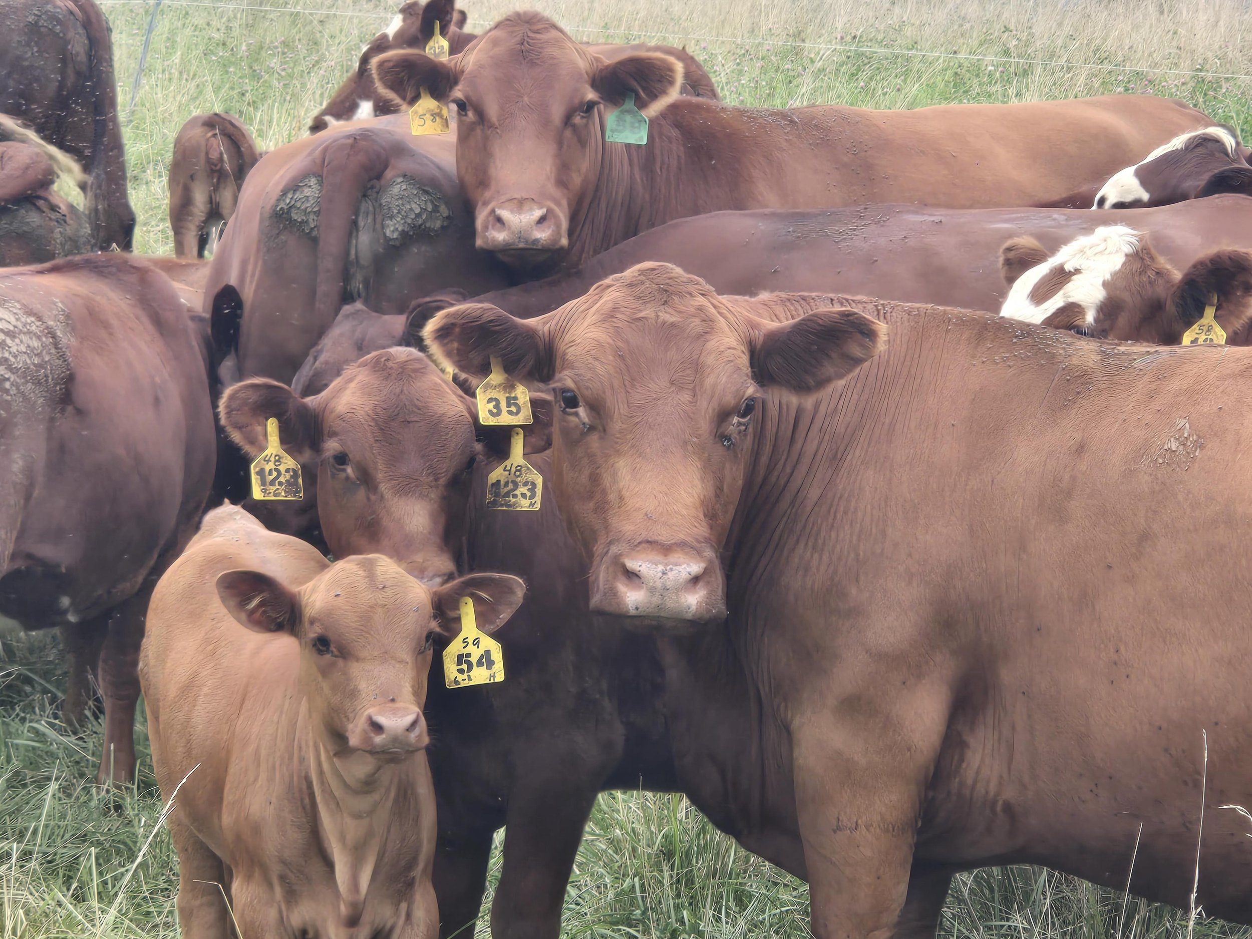 Cattle at Azzitshudbe Farm