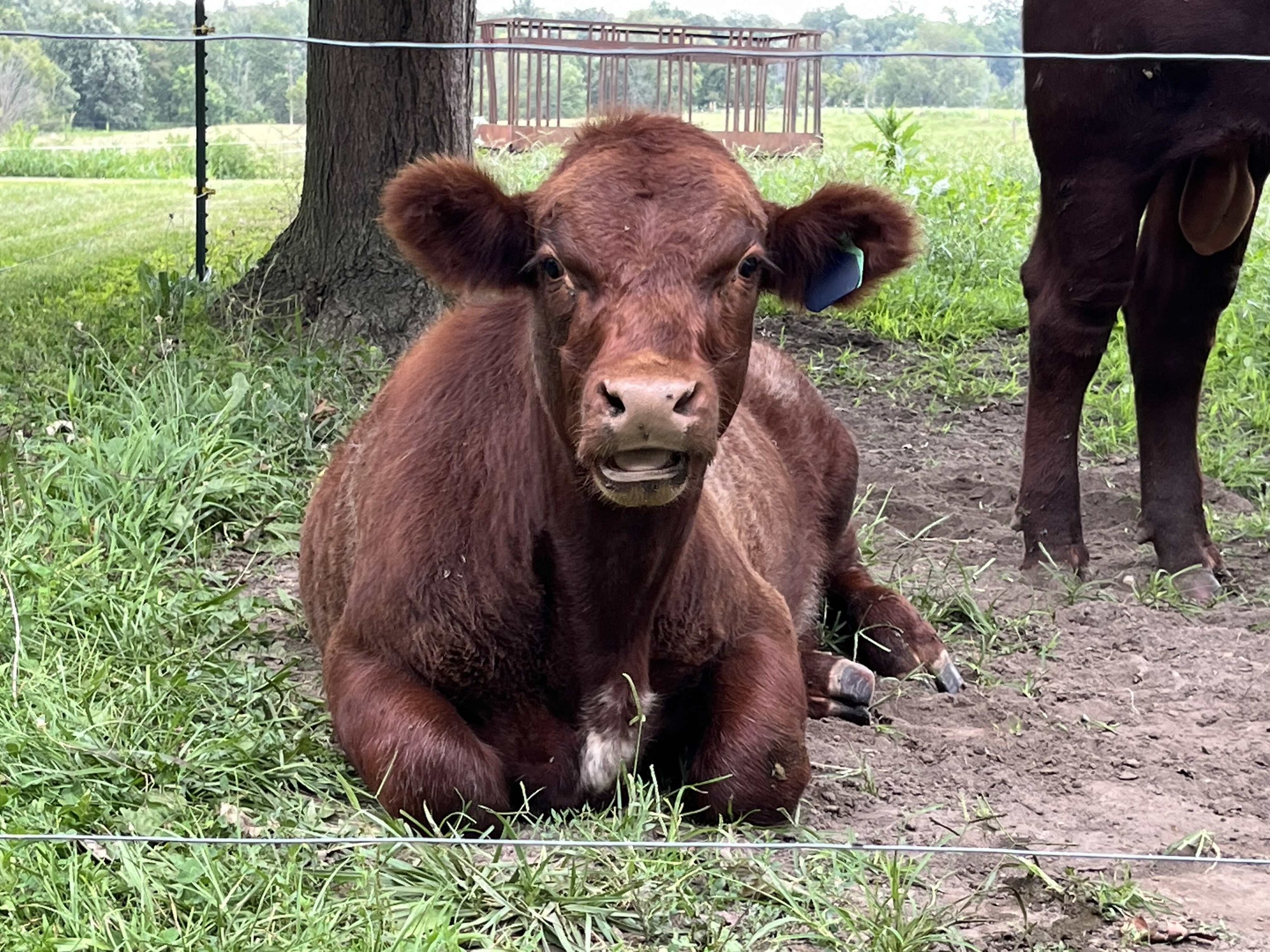 Saying Hello at Bolinger Family Farm