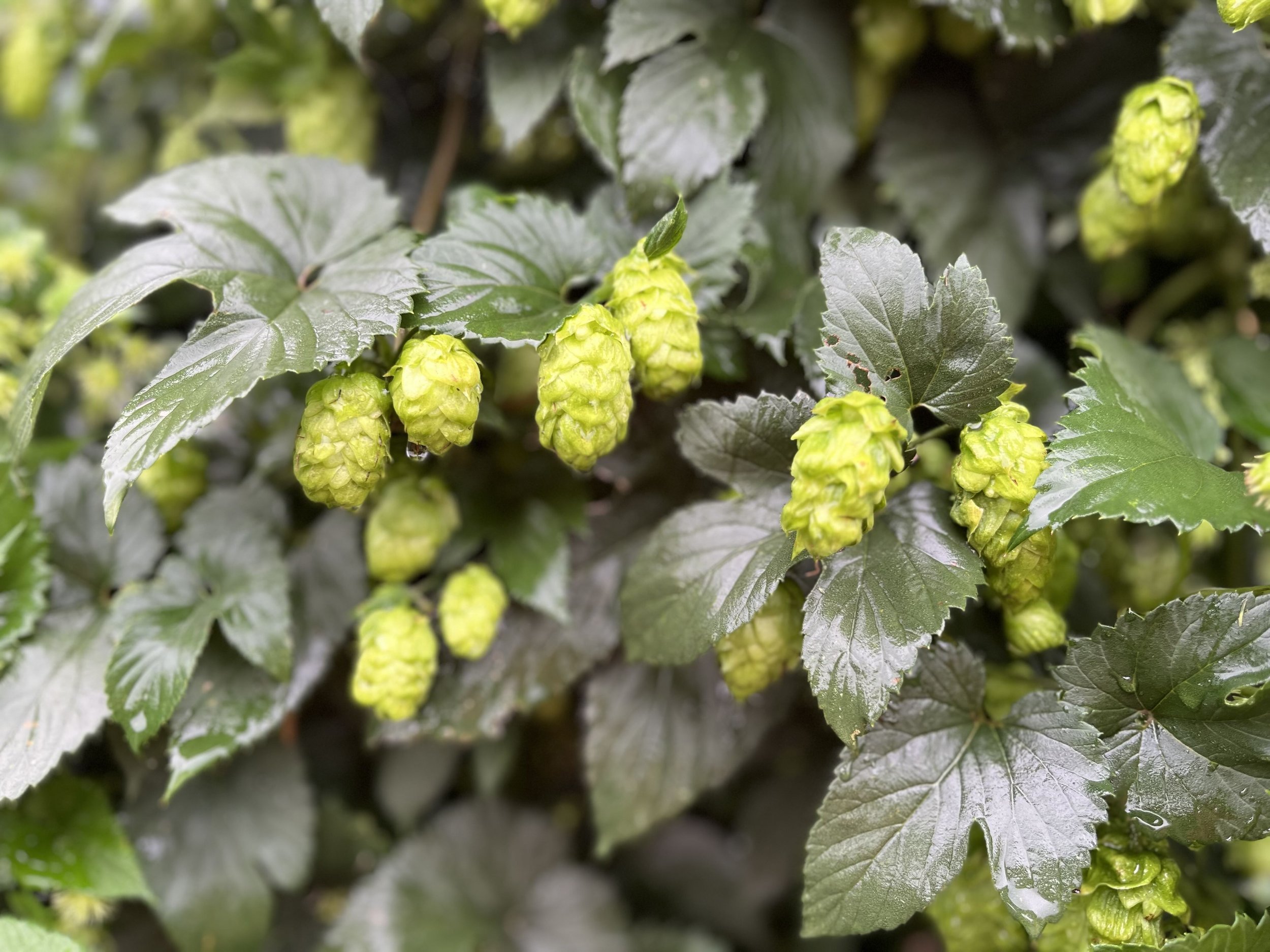 Hops at E Brewing Company