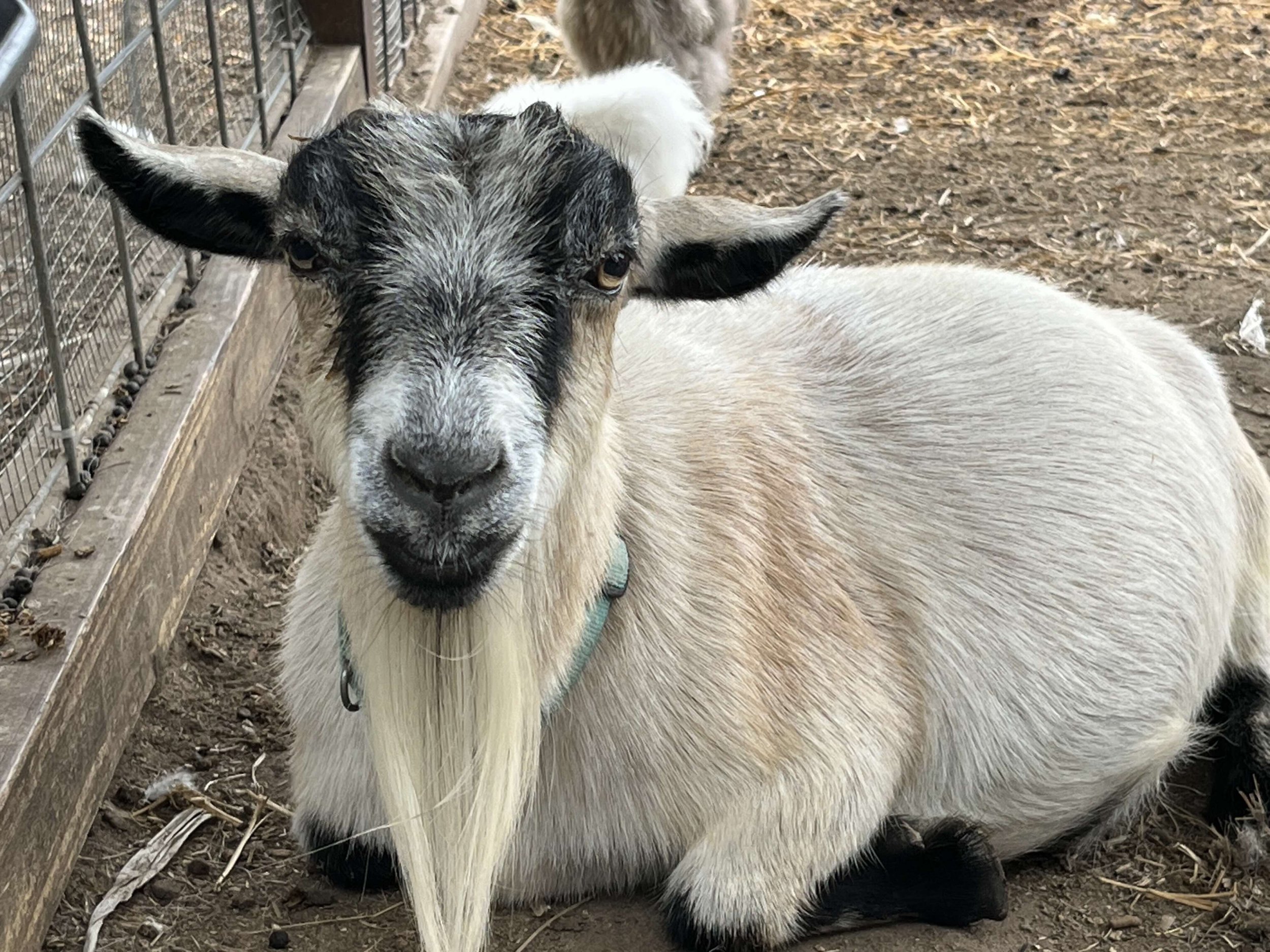 Friendly Goat at E Brewing Company