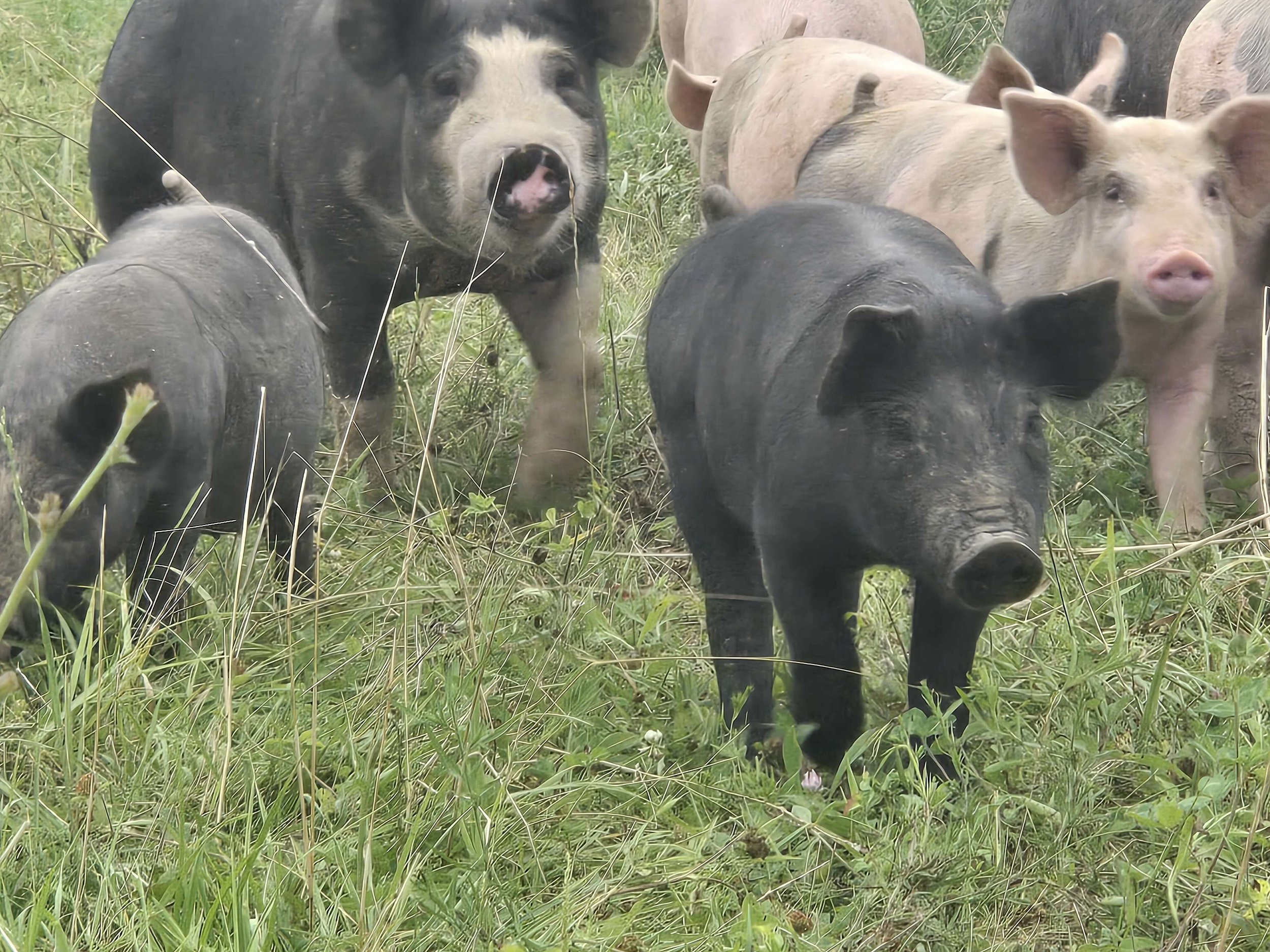 Pigs at Lone Tree Farms