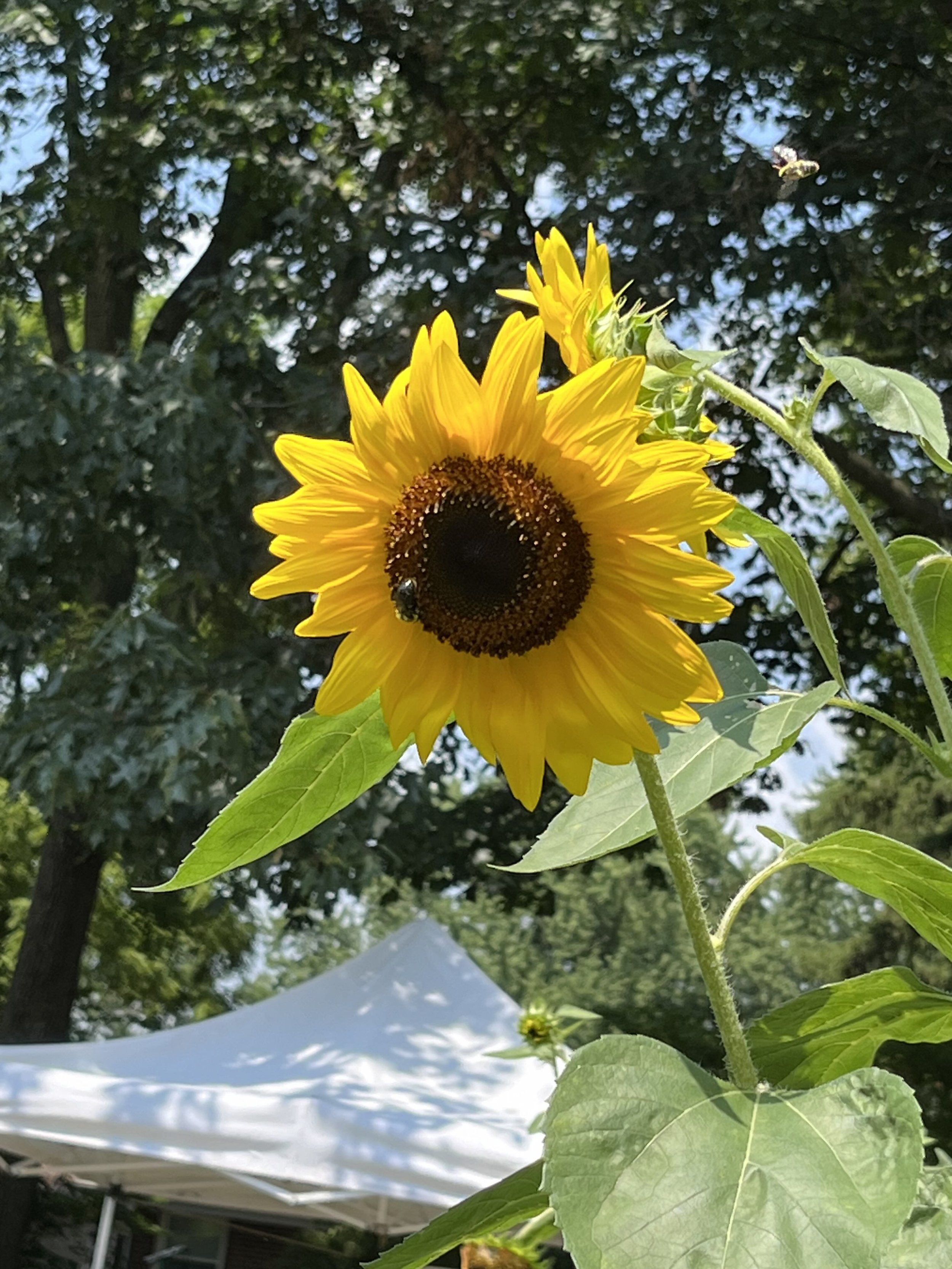 Busy Bees at Plant Happiness