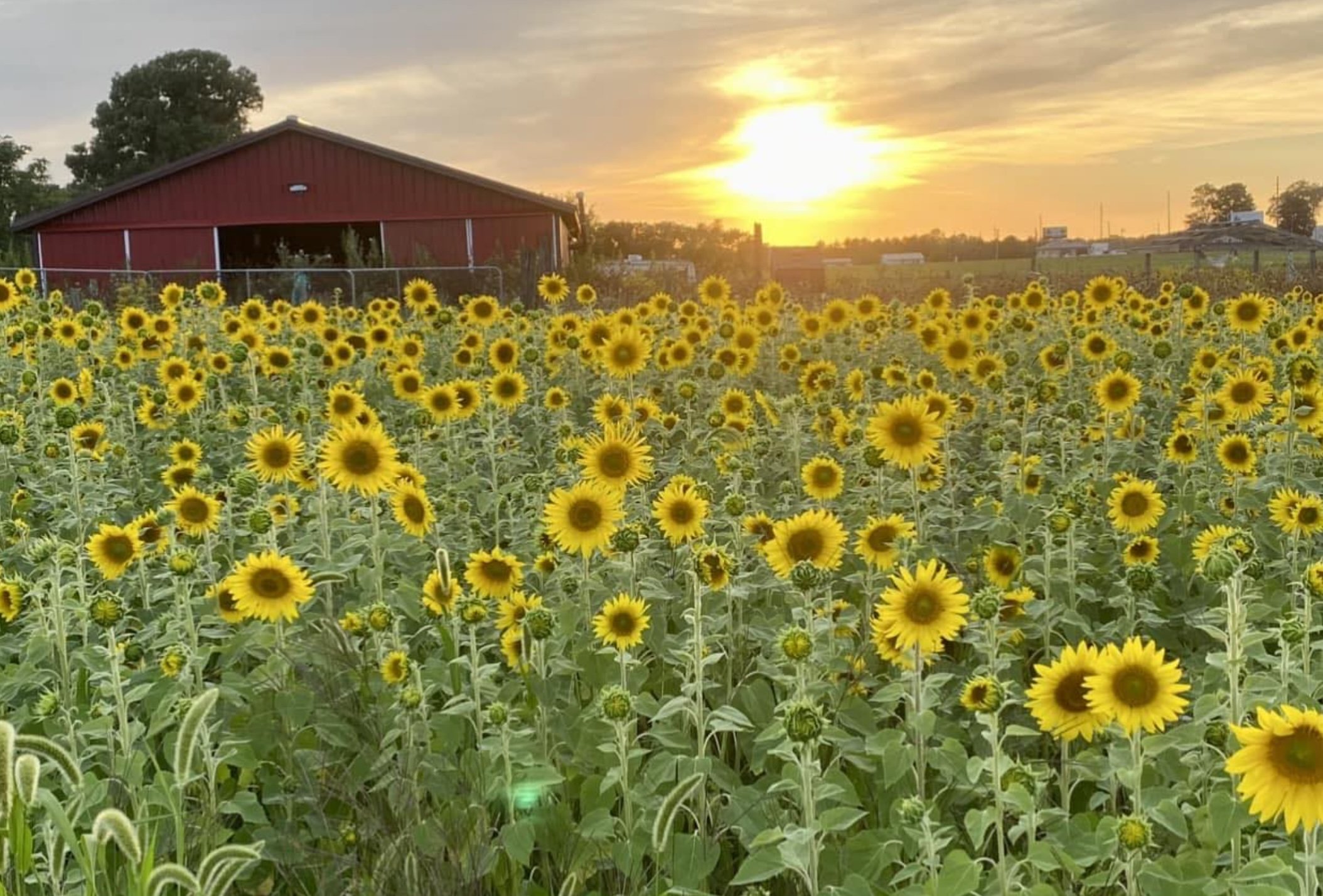 Sunset at Springfield Acres